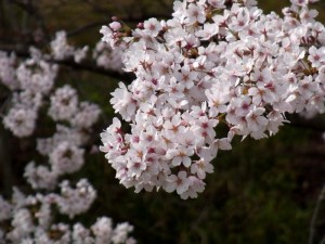 20110408 寺ヶ池公園 満開のサクラ