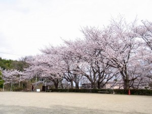 20110408 寺ヶ池公園 満開のサクラ