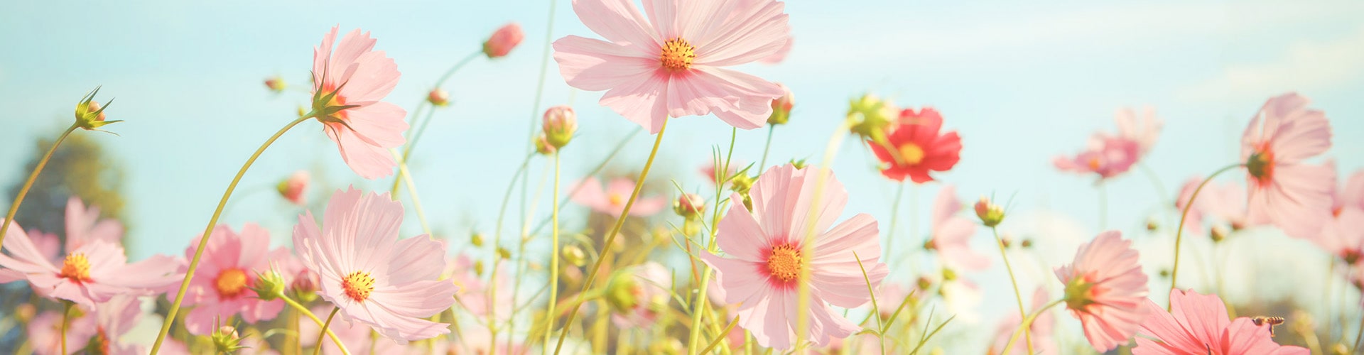 メインビジュアル(花の写真)