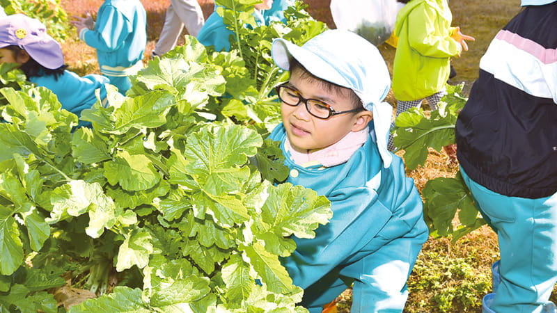 育てた野菜を収穫しているこども