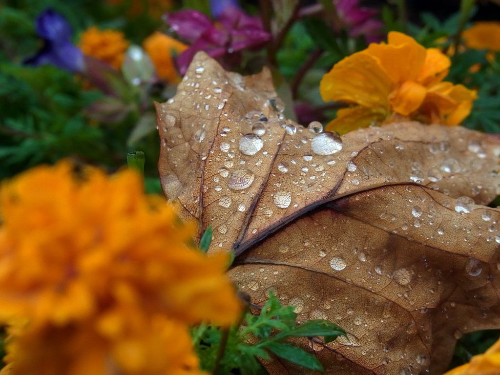 マリーゴールドの花壇に落ちたユリノキの葉