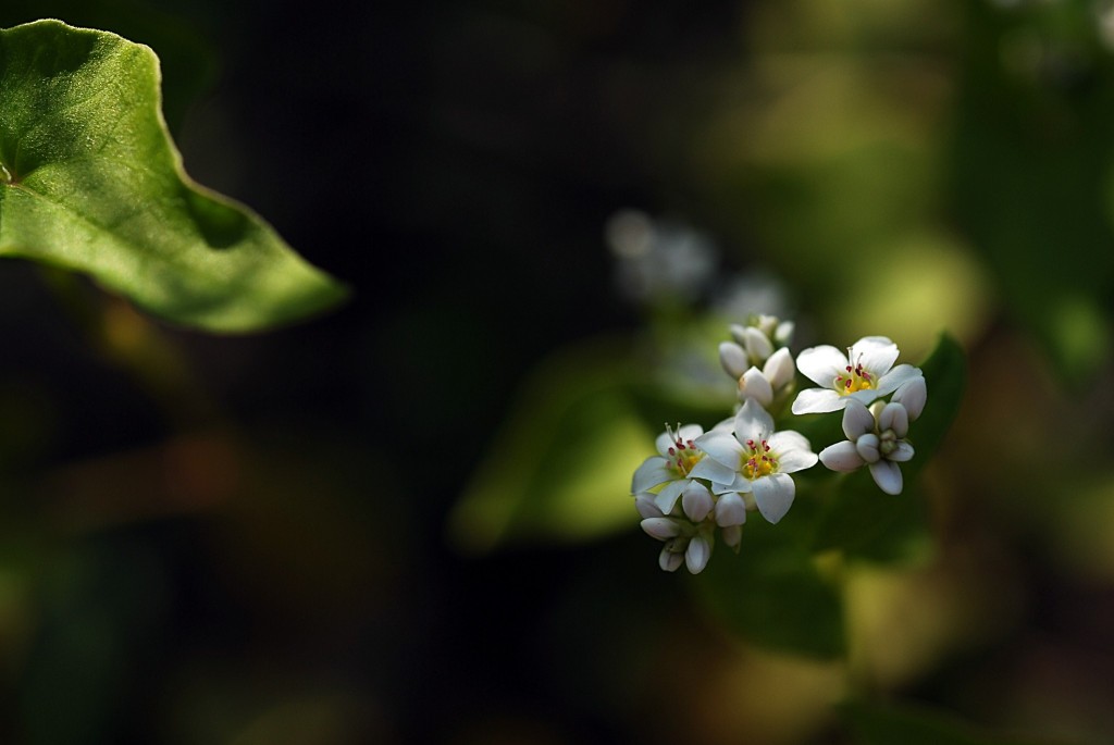 蕎麦の花