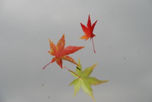 ちよたんキャンパスの錦秋