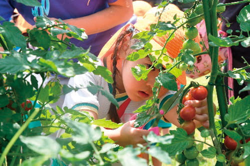 トマトを収穫しているこども
